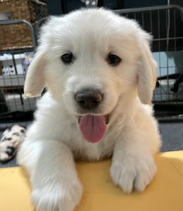 Golden Retriever Puppies for Sale in Colorado, Mountain Joy Goldens, Light English Cream, Our Dogs, Puppies