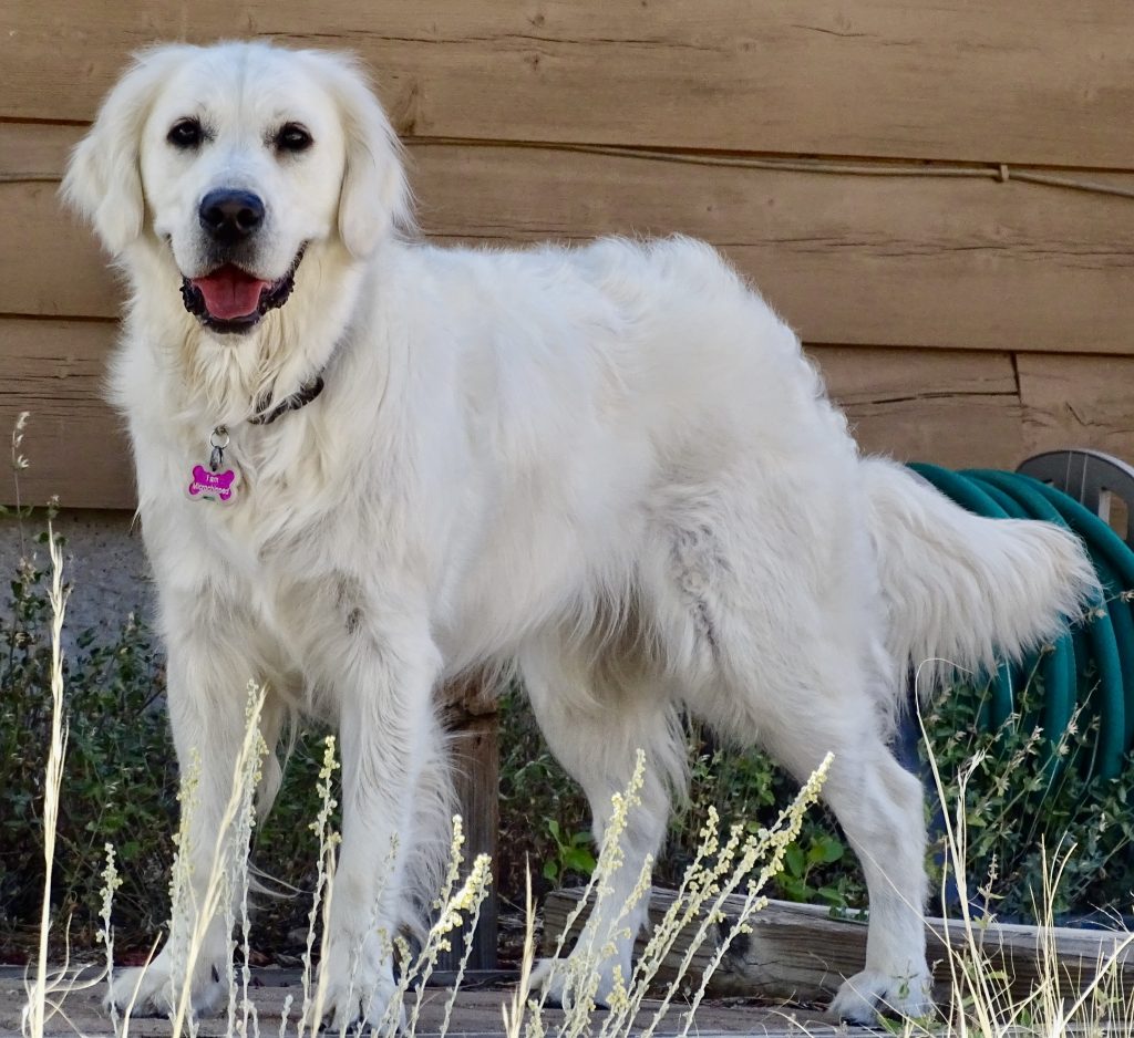 Golden Retriever Puppies for Sale in Colorado, Mountain Joy Goldens, Light English Cream, Our Dogs
