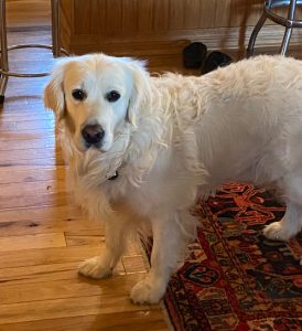 Our Dogs English Cream Golden Retriever Breeder Colorado, Jezero