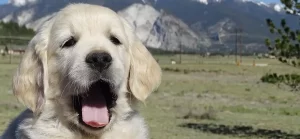 Golden Retriever Puppies for Sale, English Cream Light Golden Retriever Breeder, Mountain Joy Goldens, Colorado