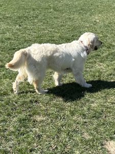 Beautiful Golden Retrievers Colorado