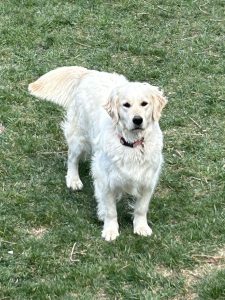 English Cream Golden Retriever Colorado Breeder