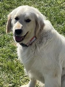 English Cream Golden Retriever Colorado