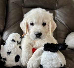 Strudel, Golden Retriever Puppy, Available 1